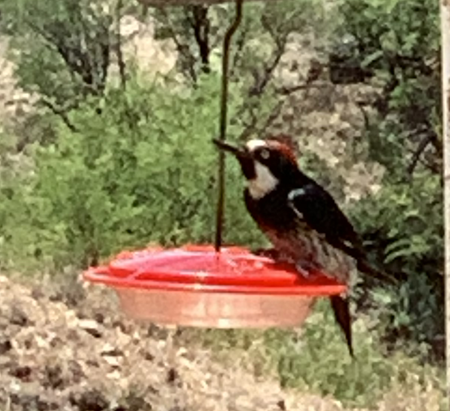 Acorn Woodpecker