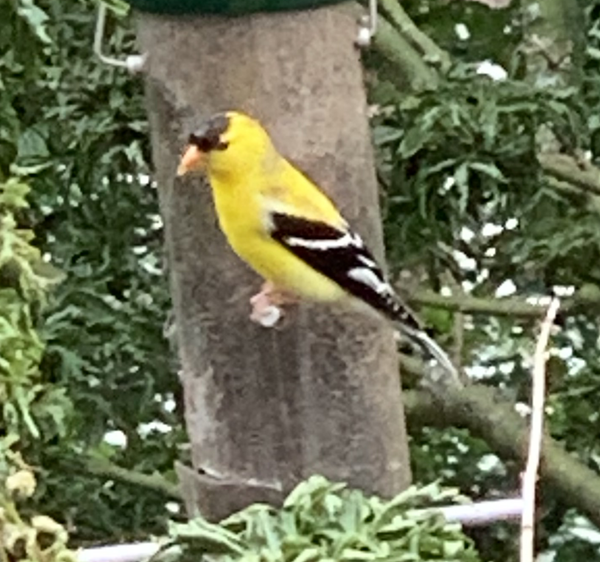 American Goldfinch