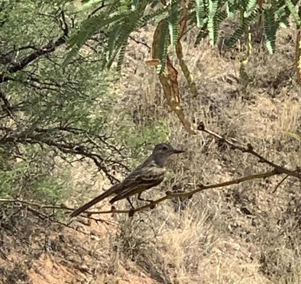 Ash-throated Flycatcher