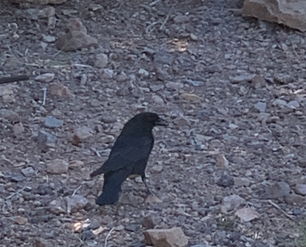 Bronze Cowbird