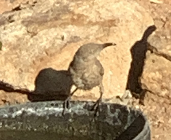  Curve-billed Thrasher