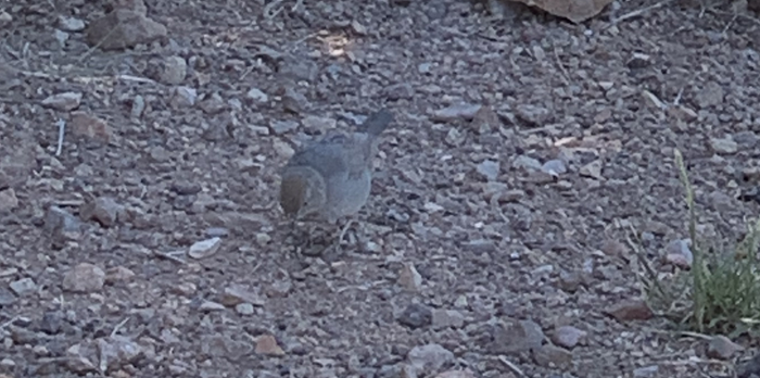 Canyon Towhee