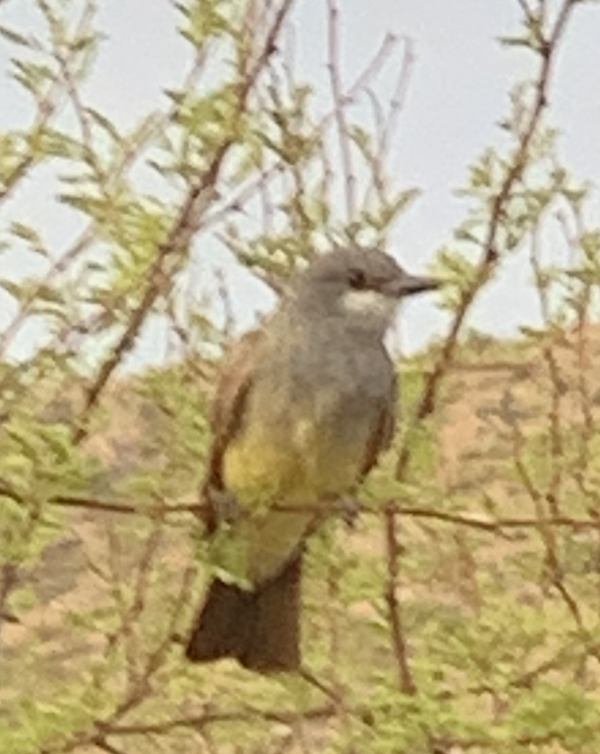 Cassin's_Kingbird