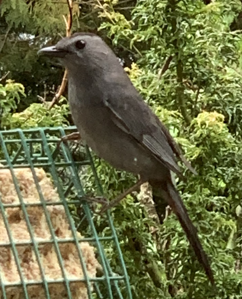 Catbird