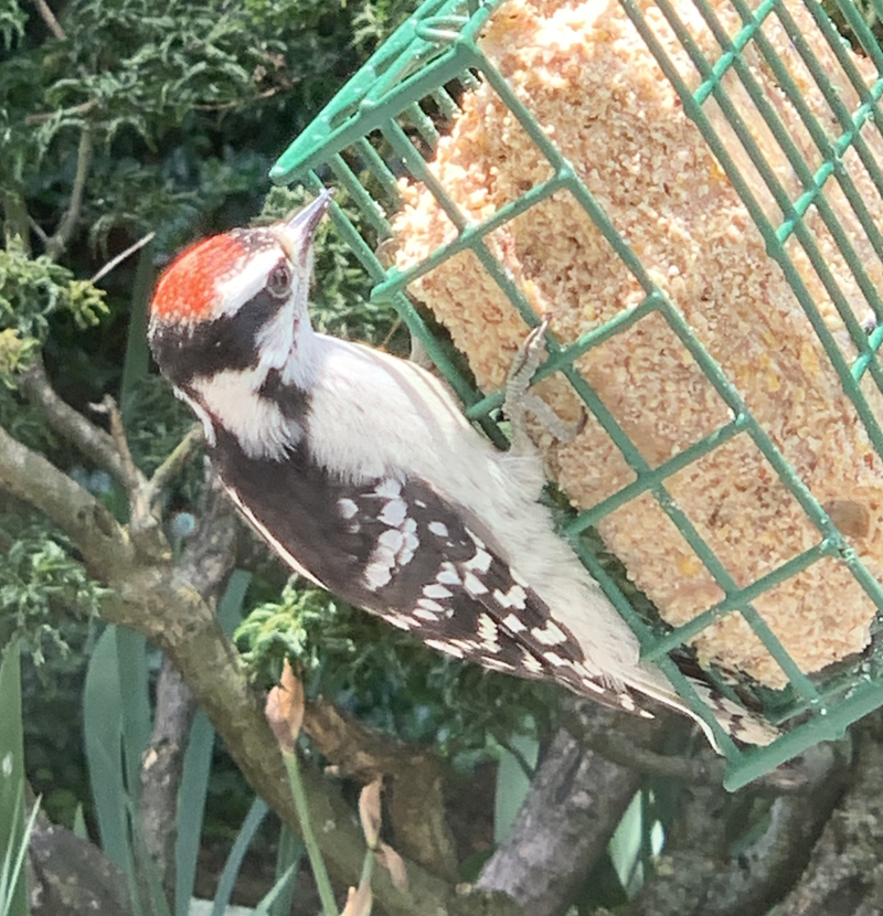 Downy Woodpecker