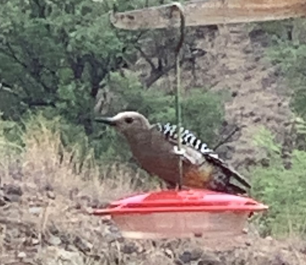 Gila Woodpecker