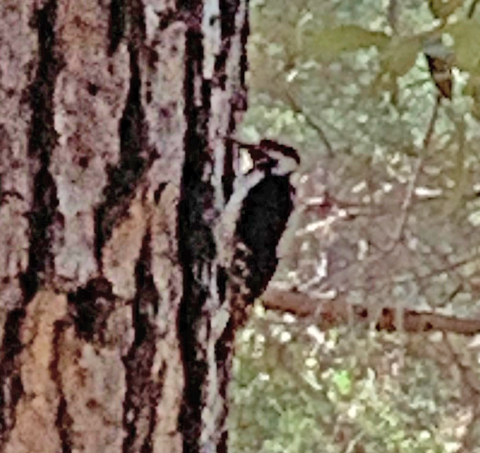 Hairy Woodpecker