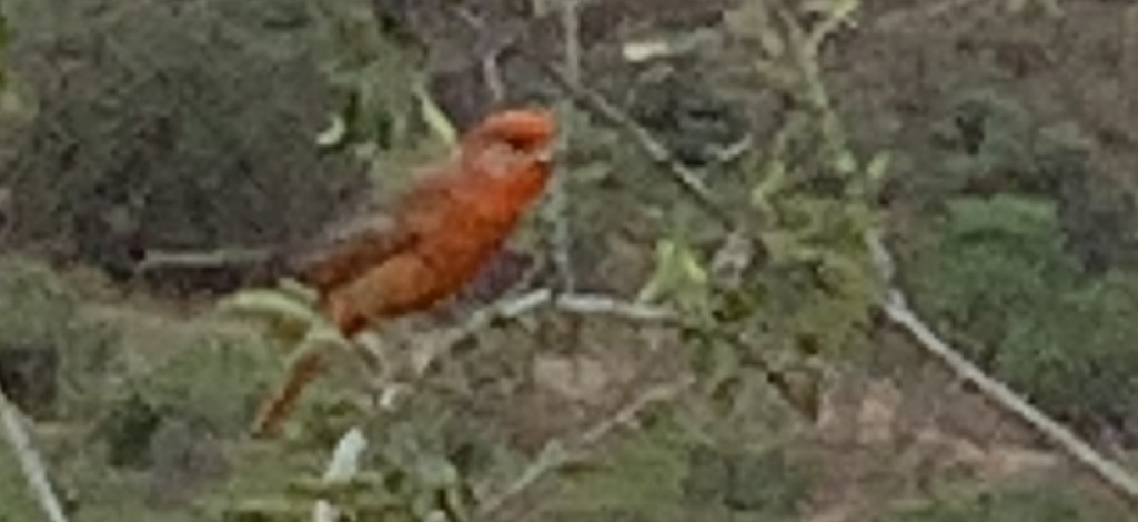 Hepatic Tanager