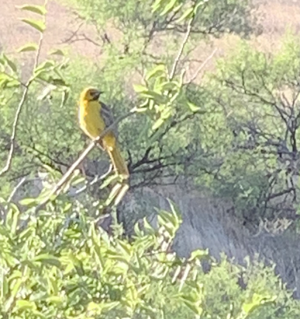 Hooded Oriole