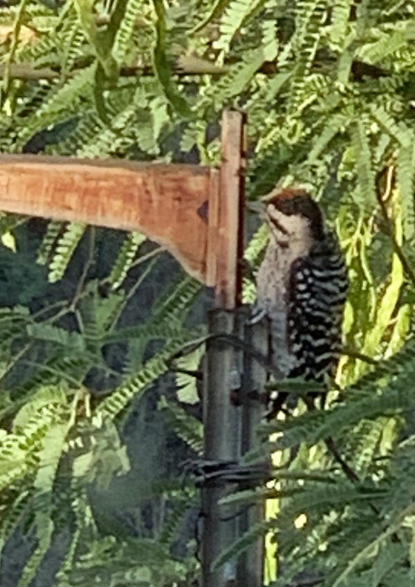 Ladderback Woodpecker