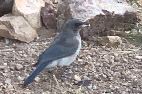 Mexican Jay