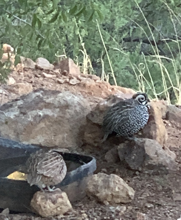 Montezuma Quail