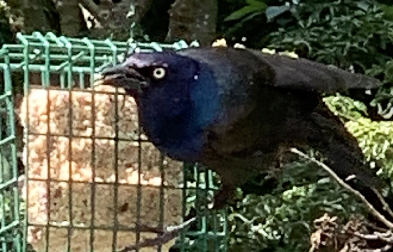 Purple Grackle