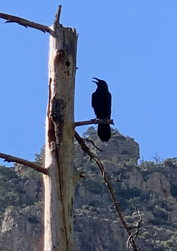 Northern Raven