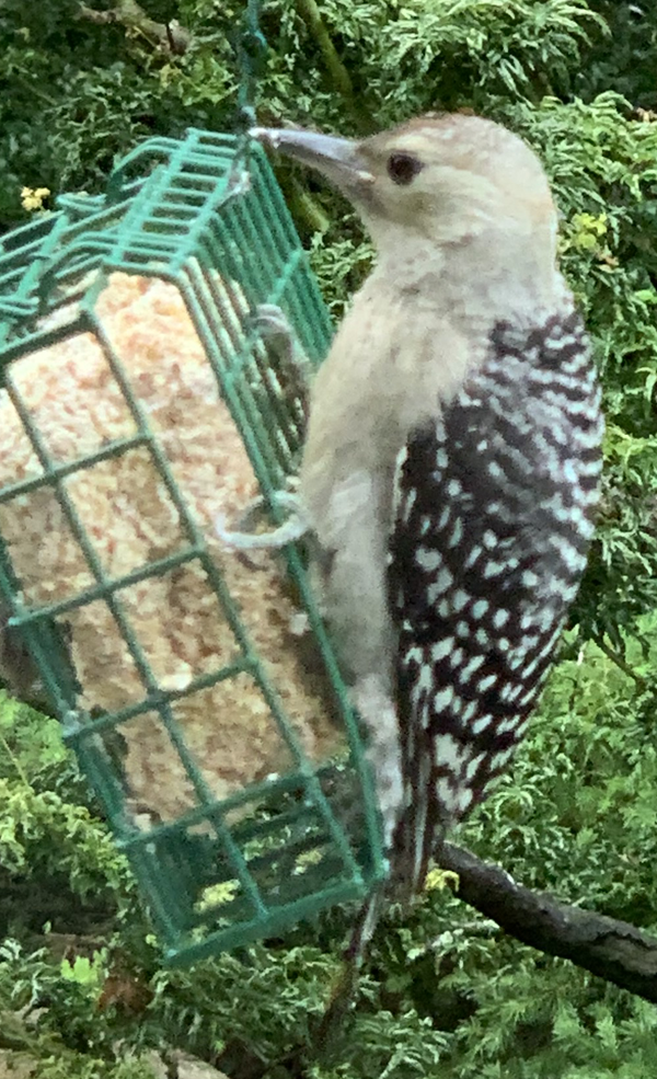 Red-bellied Woodpecker