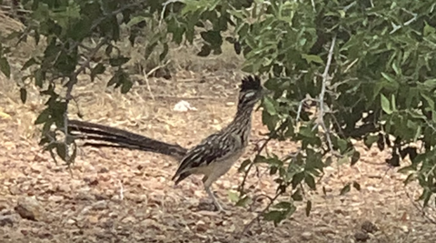 Roadrunner