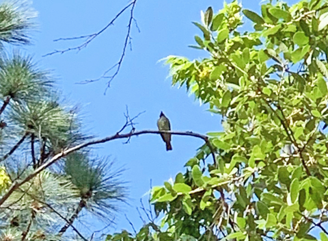 Sulfur-bellied Flycatcher