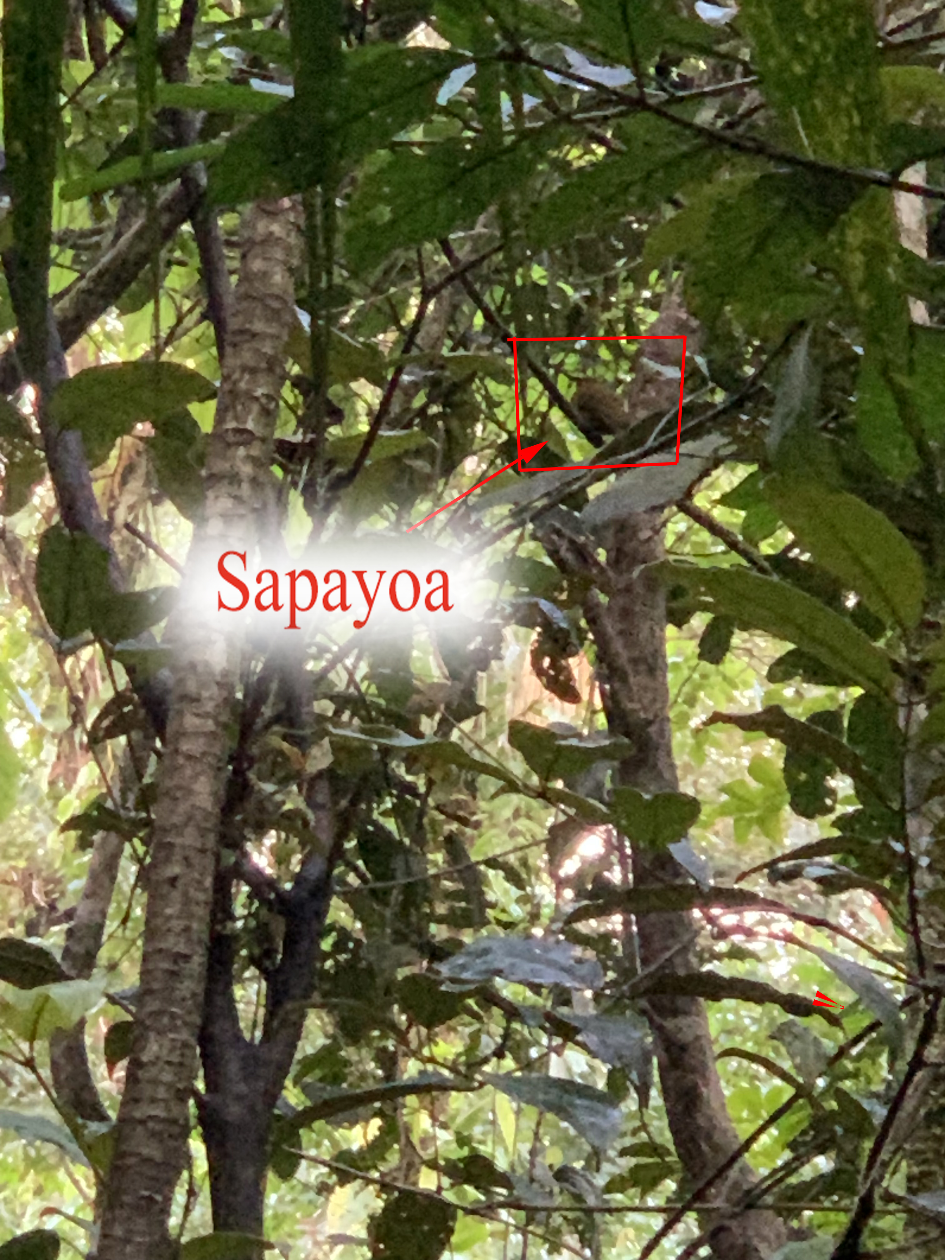 Sapayoa