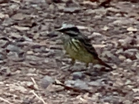 Sulphur-bellied Flycatcher