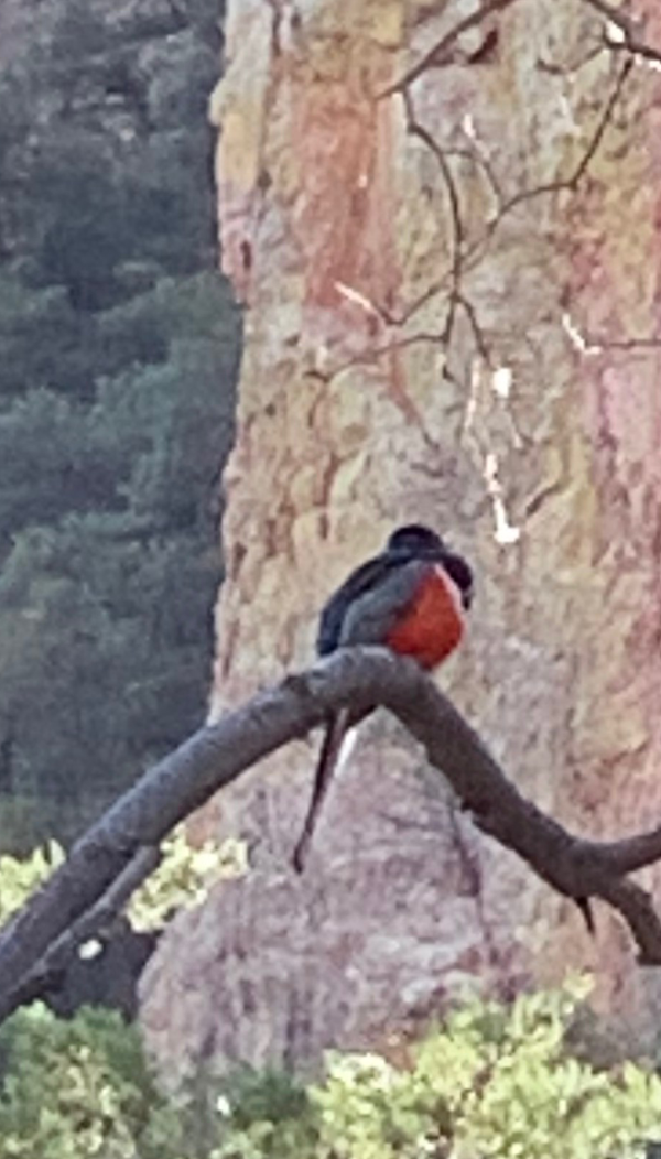 Trogon