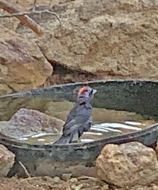 Varied Bunting