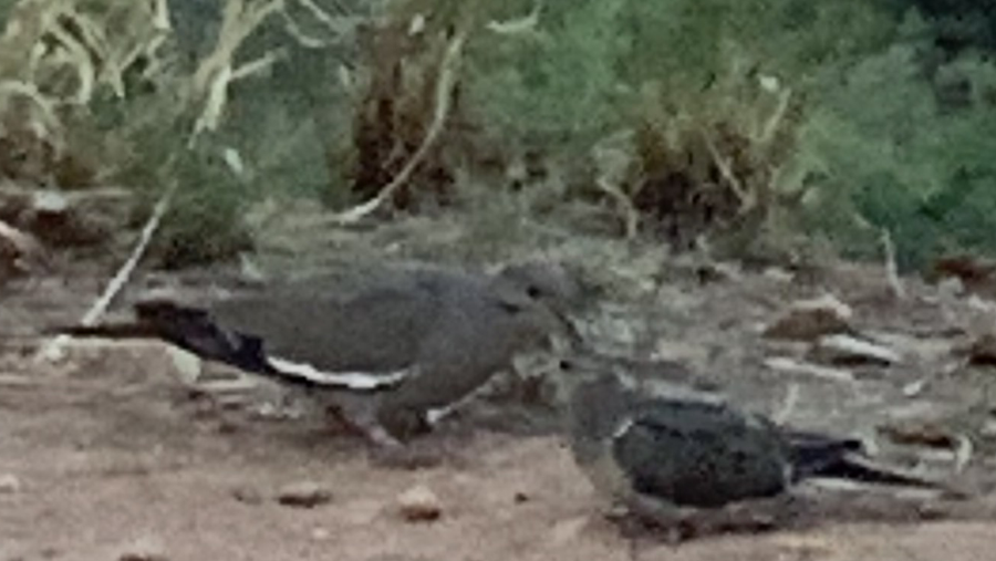 White-winged Dove