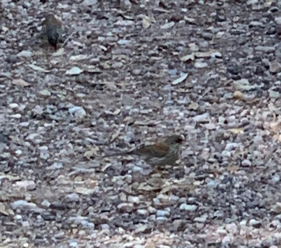 Yellow-eyed Junco