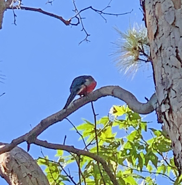 Elegant Trogon